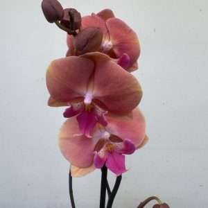 Phalaenopsis 1 Haste - V.12