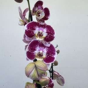 Phalaenopsis 1 Haste - V.12