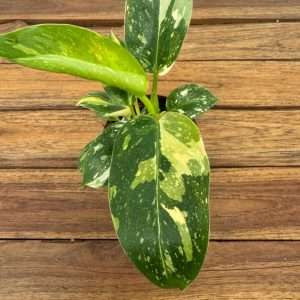 Philodendron Overing - V.9