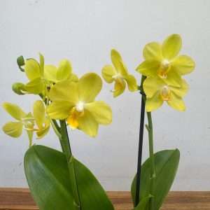 Phalaenopsis 2 Hastes - V.12