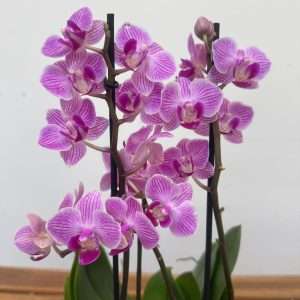 Phalaenopsis 2 Hastes - V.12