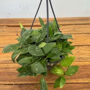 Hoya Memoria Hangongreen - V.14