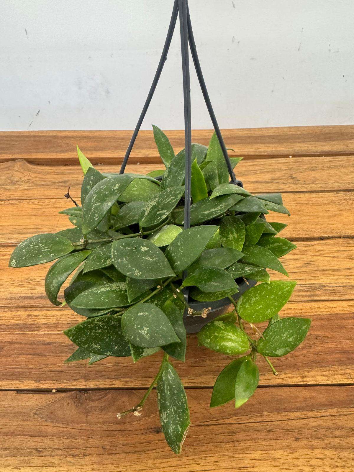 Hoya Memoria Hangongreen - V.14