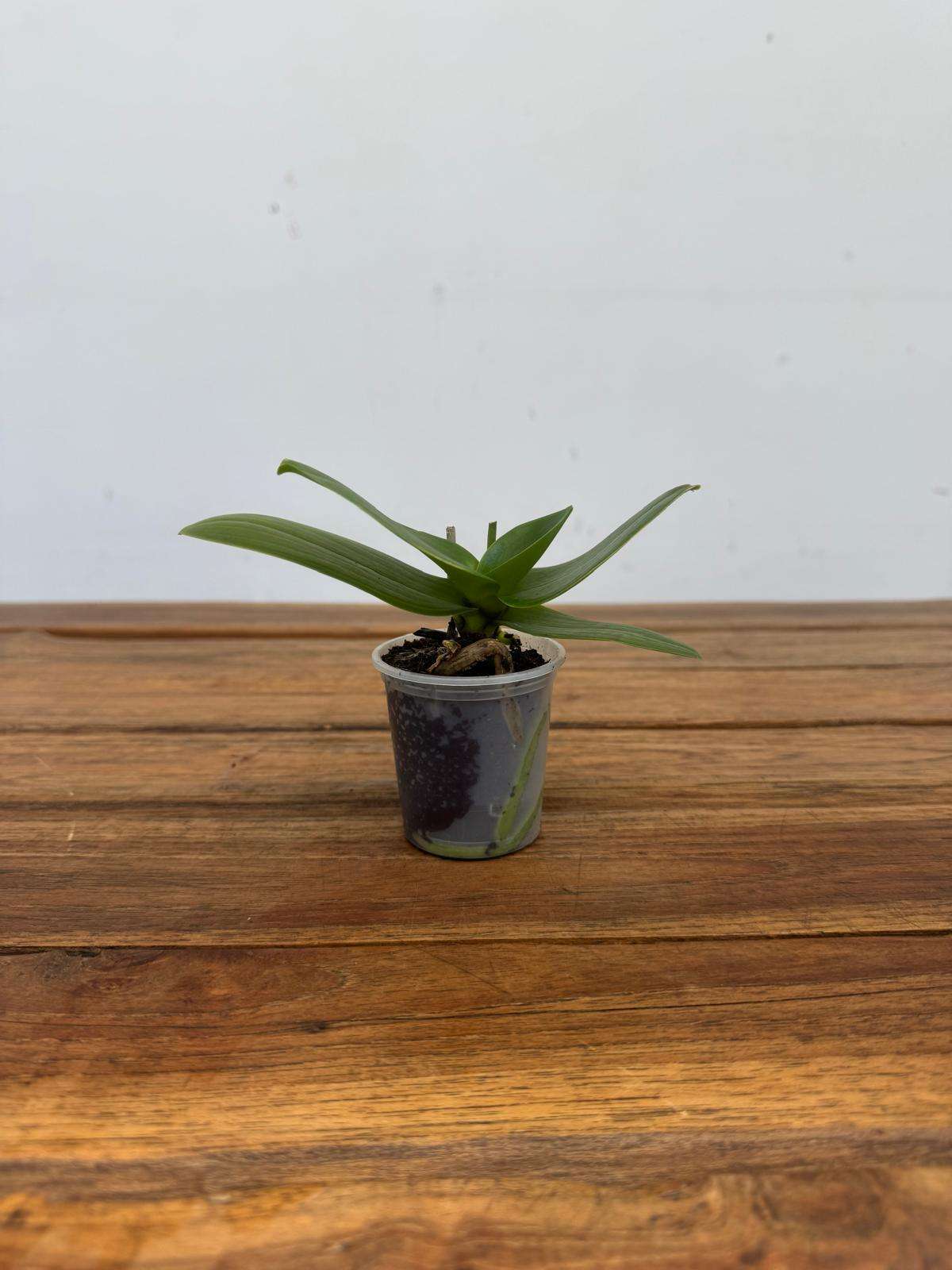 Phalaenopsis 'Sem Flor' - V.9 - Image 2