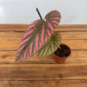 Begonia 'Brevirimosa' - V.8