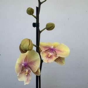 Phalaenopsis 1 Haste - V.12