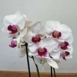 Phalaenopsis 2 Hastes - V.12