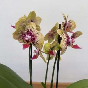 Phalaenopsis 2 Hastes - V.12