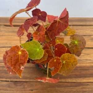 Begonia Autumn Ember Super Orange - V.12
