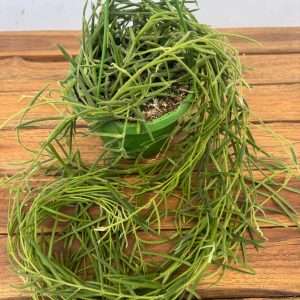 Hoya Linearis Hangongreen - V.14
