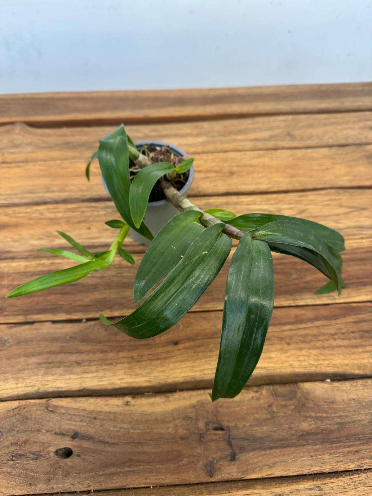 Dendrobium 'Hibiki' - Sem Flor