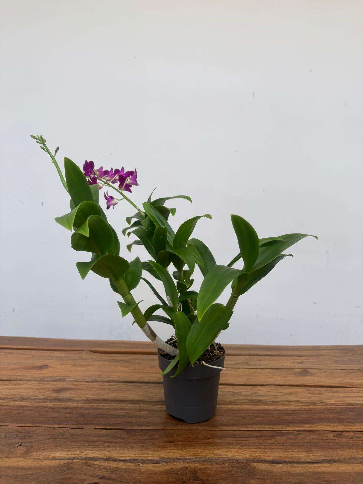 Dendrobium Sa-Nook - V.12 - Image 3