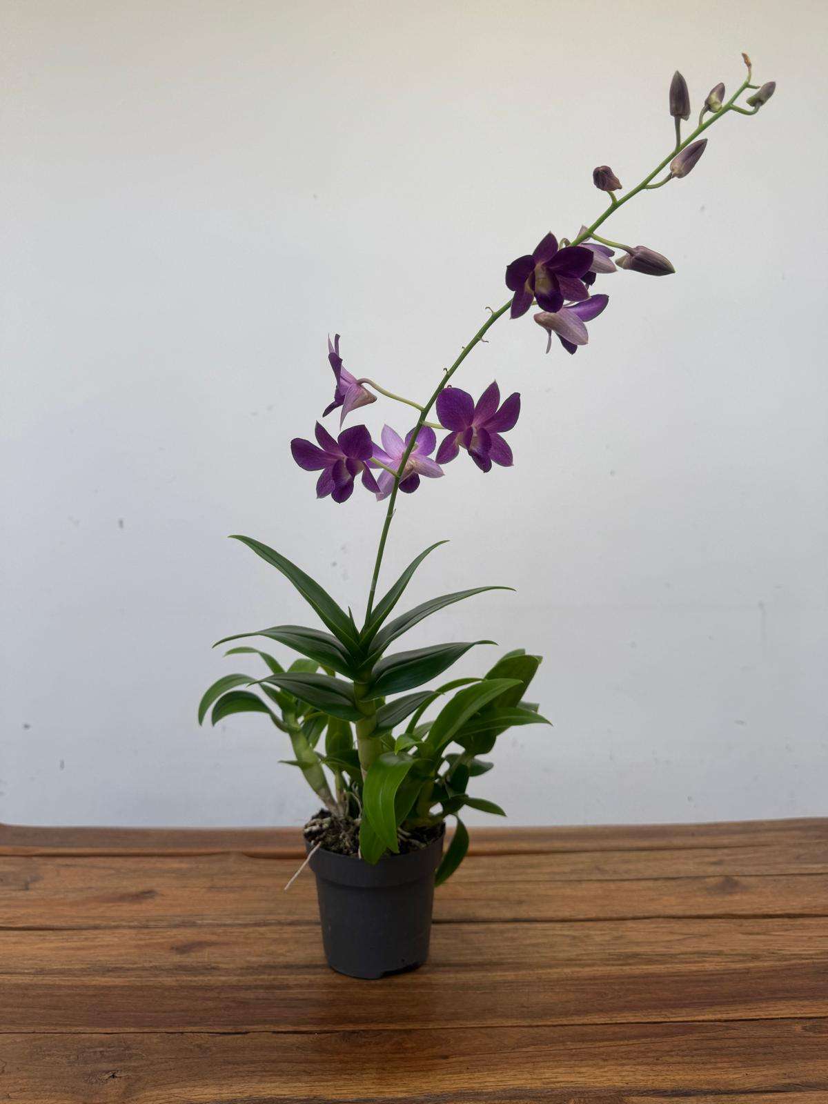 Dendrobium Sa-Nook - V.12 - Image 2
