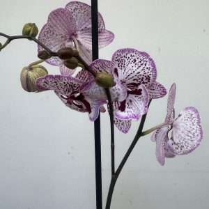 Phalaenopsis 1 Haste - V.12