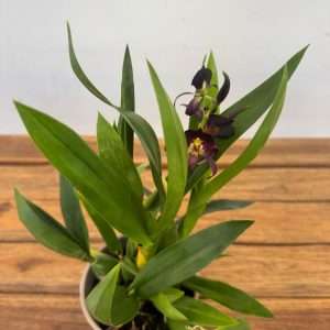 Encyclia Black Comet 1/2 Hastes - V.12
