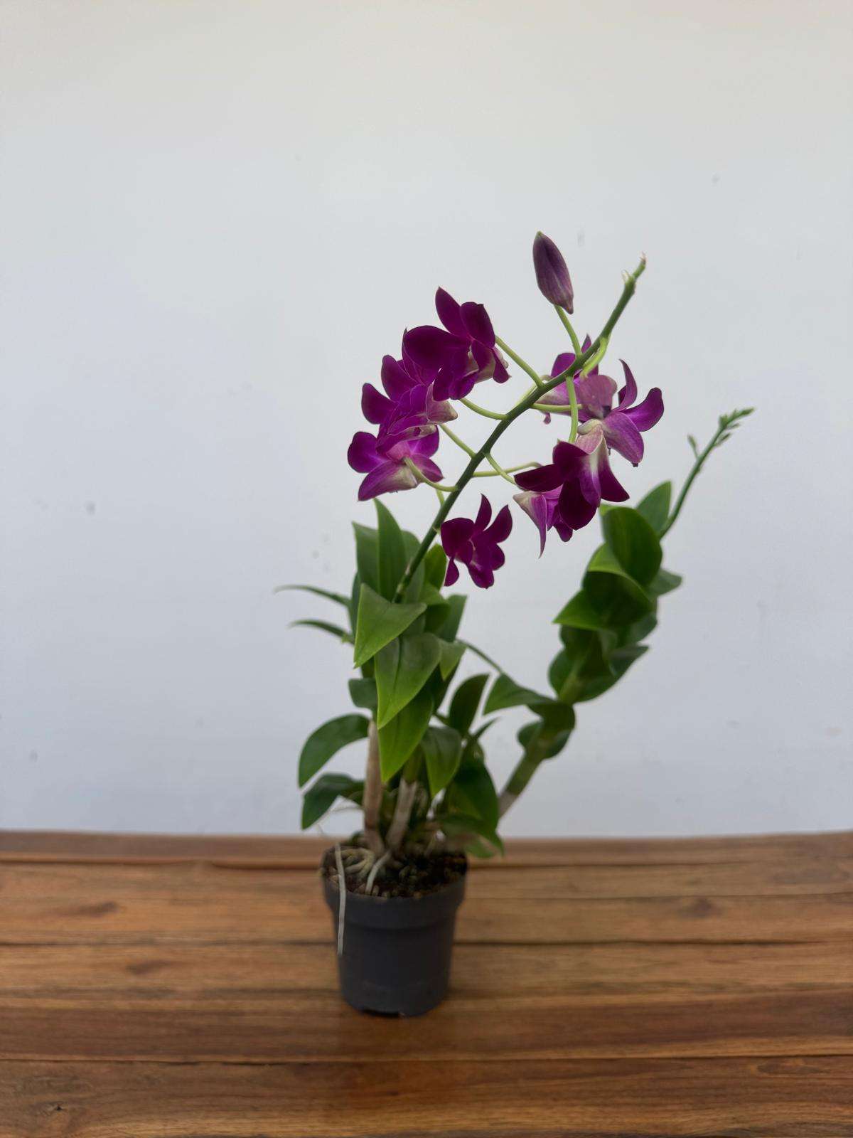 Dendrobium Sa-Nook - V.12 - Image 2