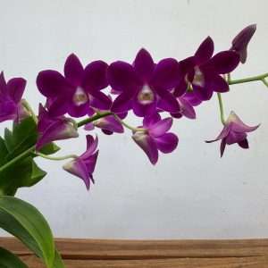Dendrobium Sa-Nook - V.12