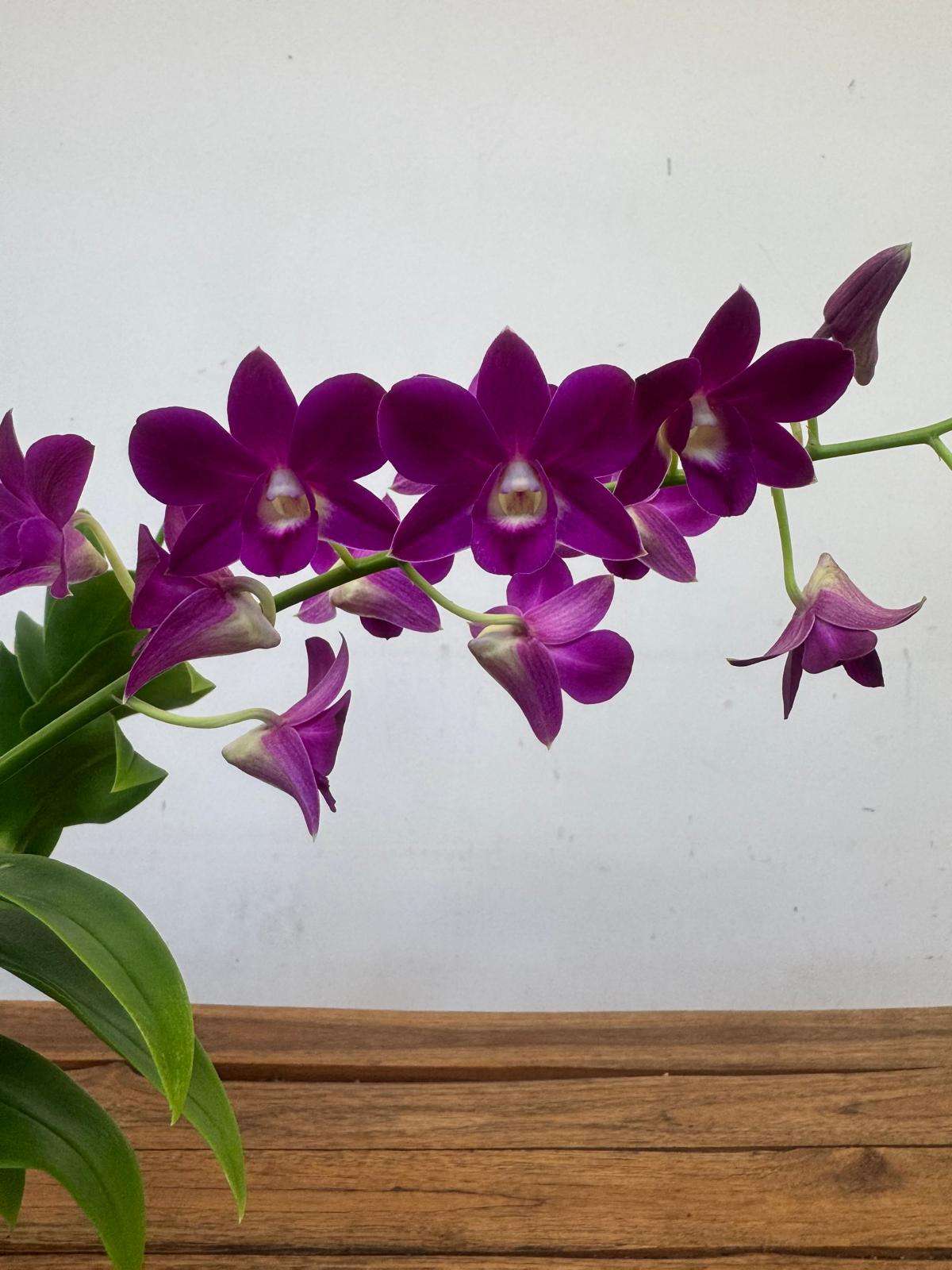 Dendrobium Sa-Nook - V.12