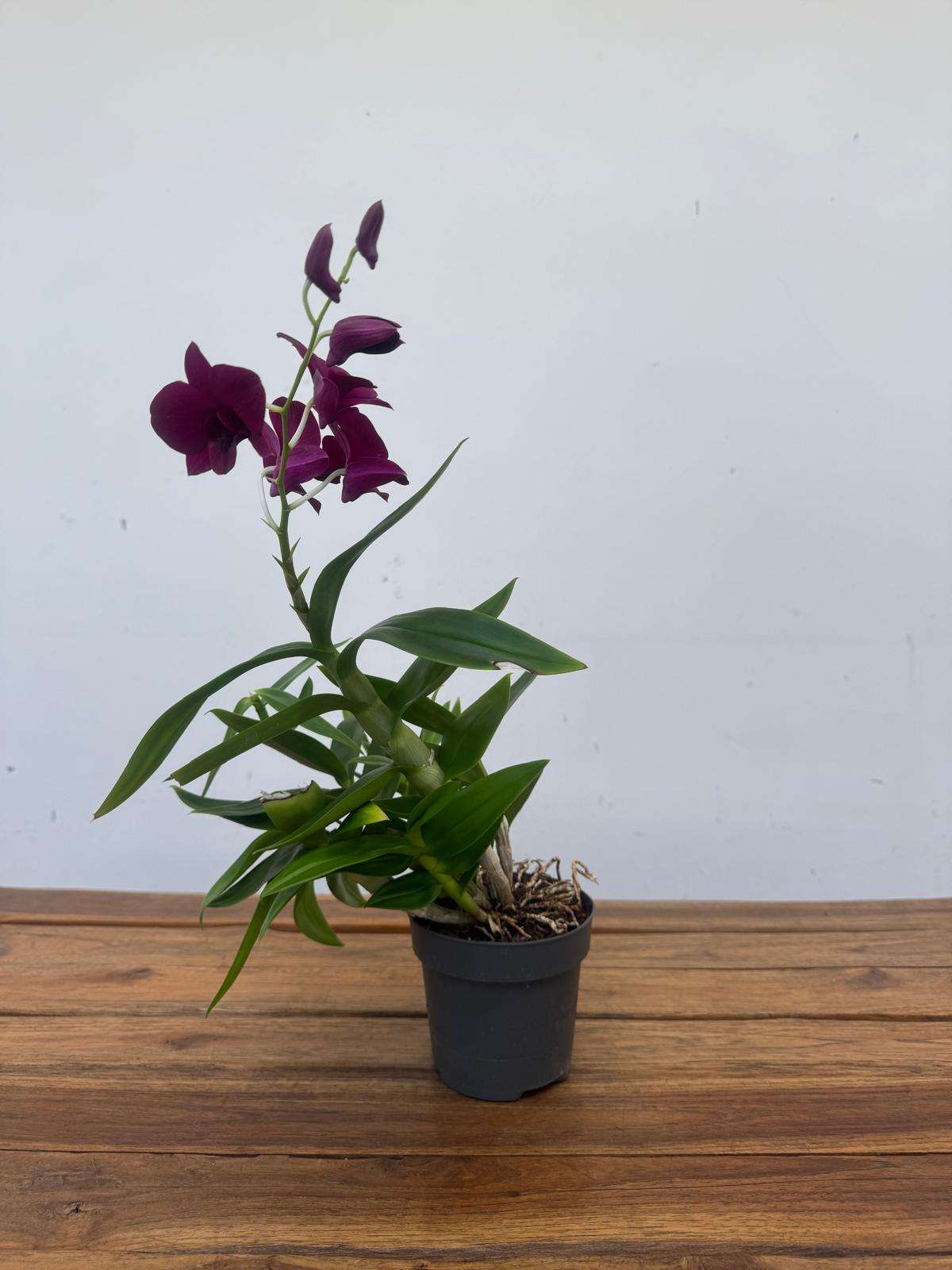 Dendrobium Sa-Nook - V.12 - Image 3