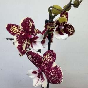 Phalaenopsis 1 Haste - V.12
