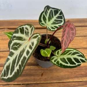 Anthurium Red Crystallnium Blush - V.12