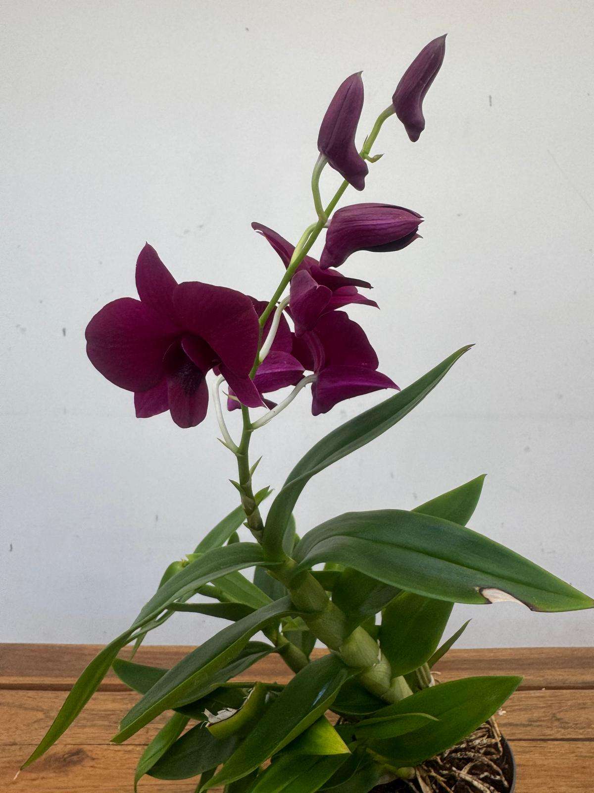 Dendrobium Sa-Nook - V.12 - Image 2
