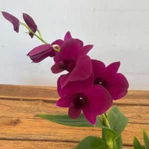 Dendrobium Sa-Nook - V.12