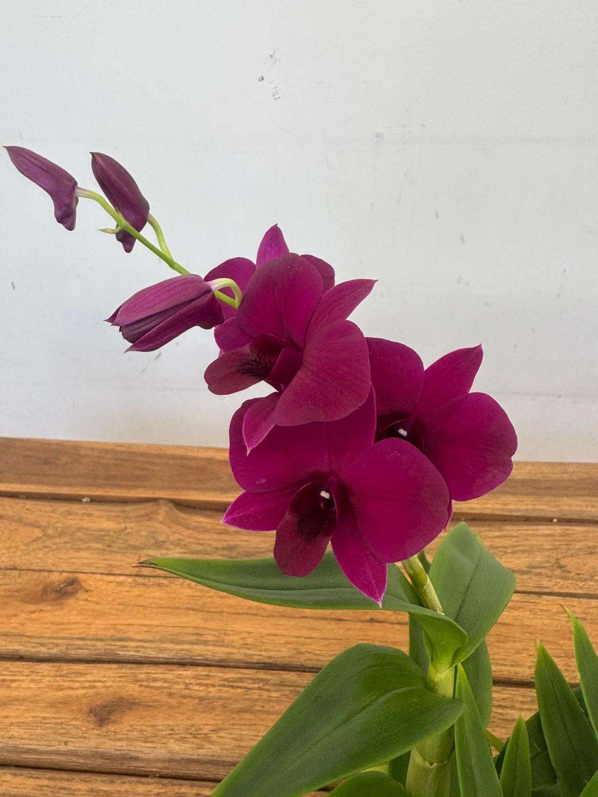 Dendrobium Sa-Nook - V.12