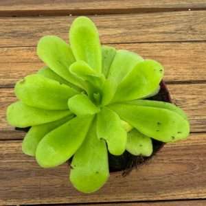 Pinguicula - V.12