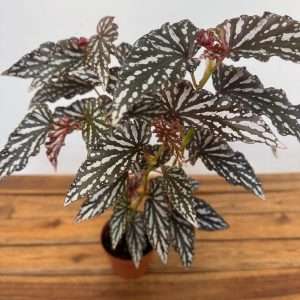 Begonia - V.12
