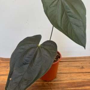 Anthurium 'Queen Of Hearts' - V.21