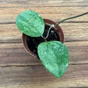 Hoya Verticcillata Splash - V.8