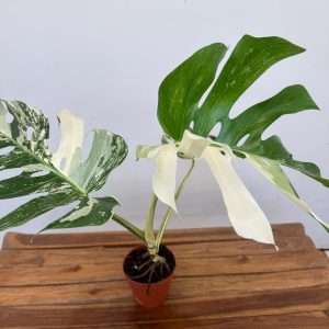 Monstera Deliciosa Variegata - V.13