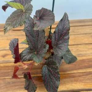 Begonia Maculata 'Compact' - V.12