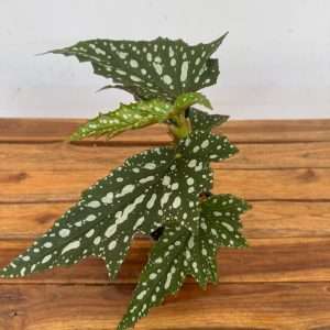 Begonia Maculata 'Compact' - V.12