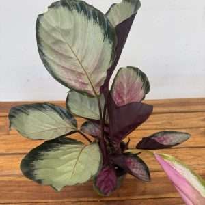 Calathea Roseopicta 'Rosy' - V.12