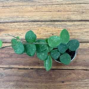 Hoya Mathilde Splash - V.6