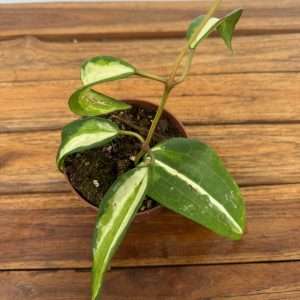 Hoya Latifolia Inner Variegata - V.10
