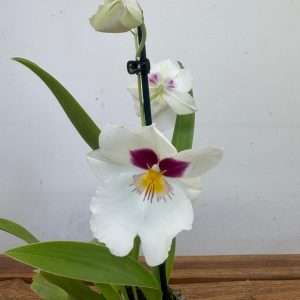 Miltonia - V.12