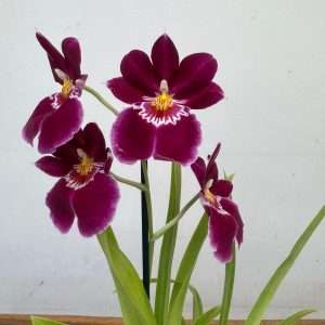 Miltonia - V.12