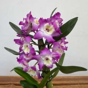 Dendrobium Nobile Star Apollon - V.12