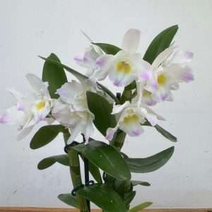 Dendrobium Nobile Star Apollon - V.12