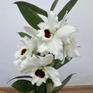 Dendrobium Nobile Star Apollon - V.12