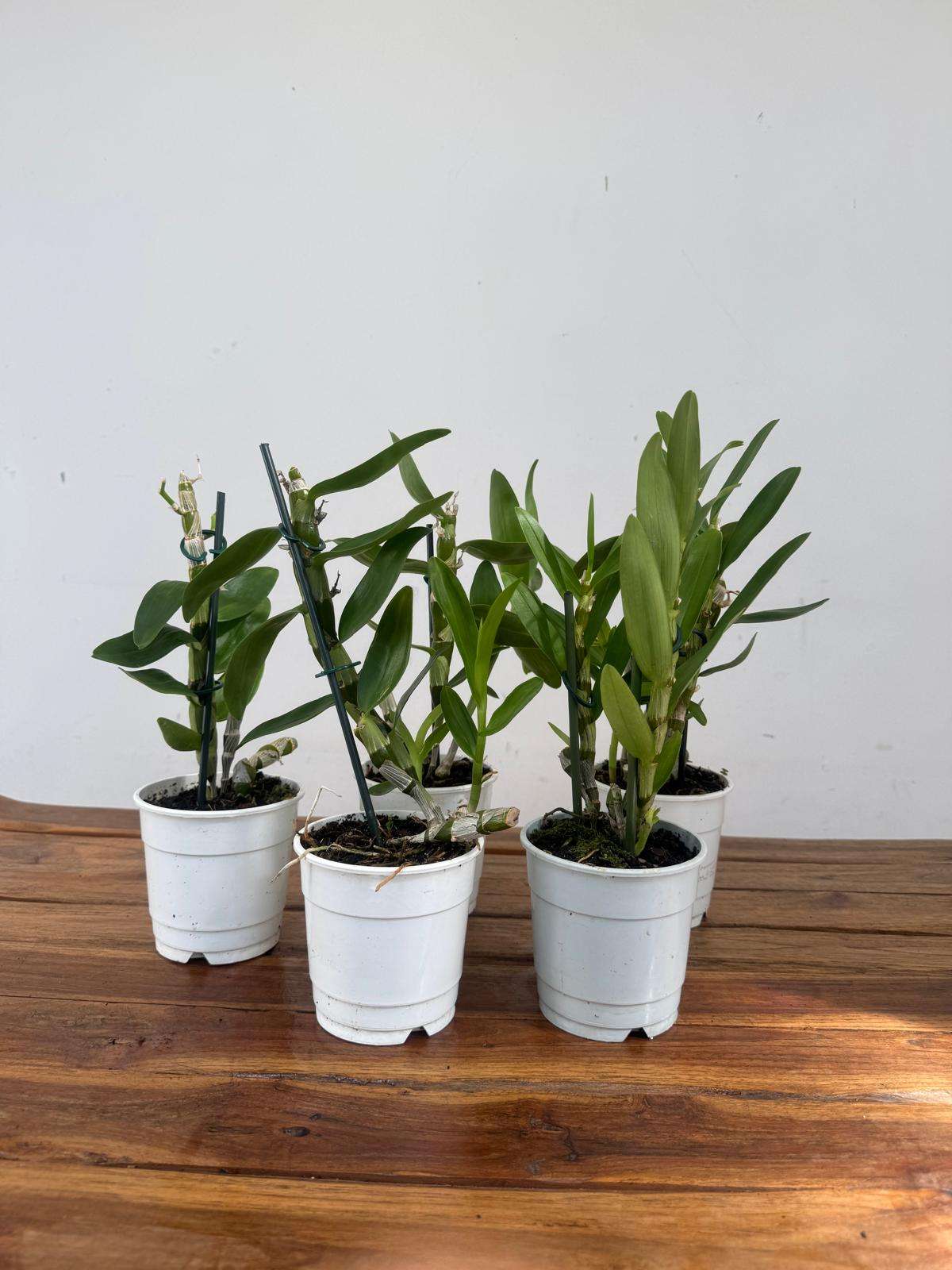 Conjunto 5 Dendrobium Nobile 'Sem flor' - V.12 - Image 2