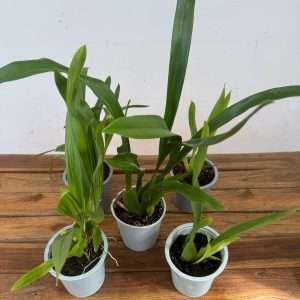 Conjunto 5 Cambrias 'Sem flor' - V.12