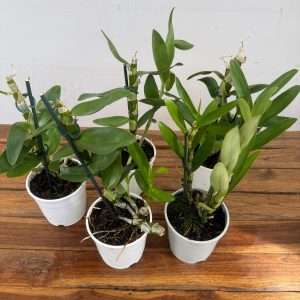 Conjunto 5 Dendrobium Nobile 'Sem flor' - V.12