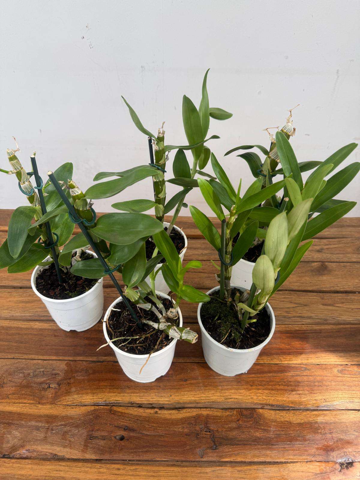 Conjunto 5 Dendrobium Nobile 'Sem flor' - V.12