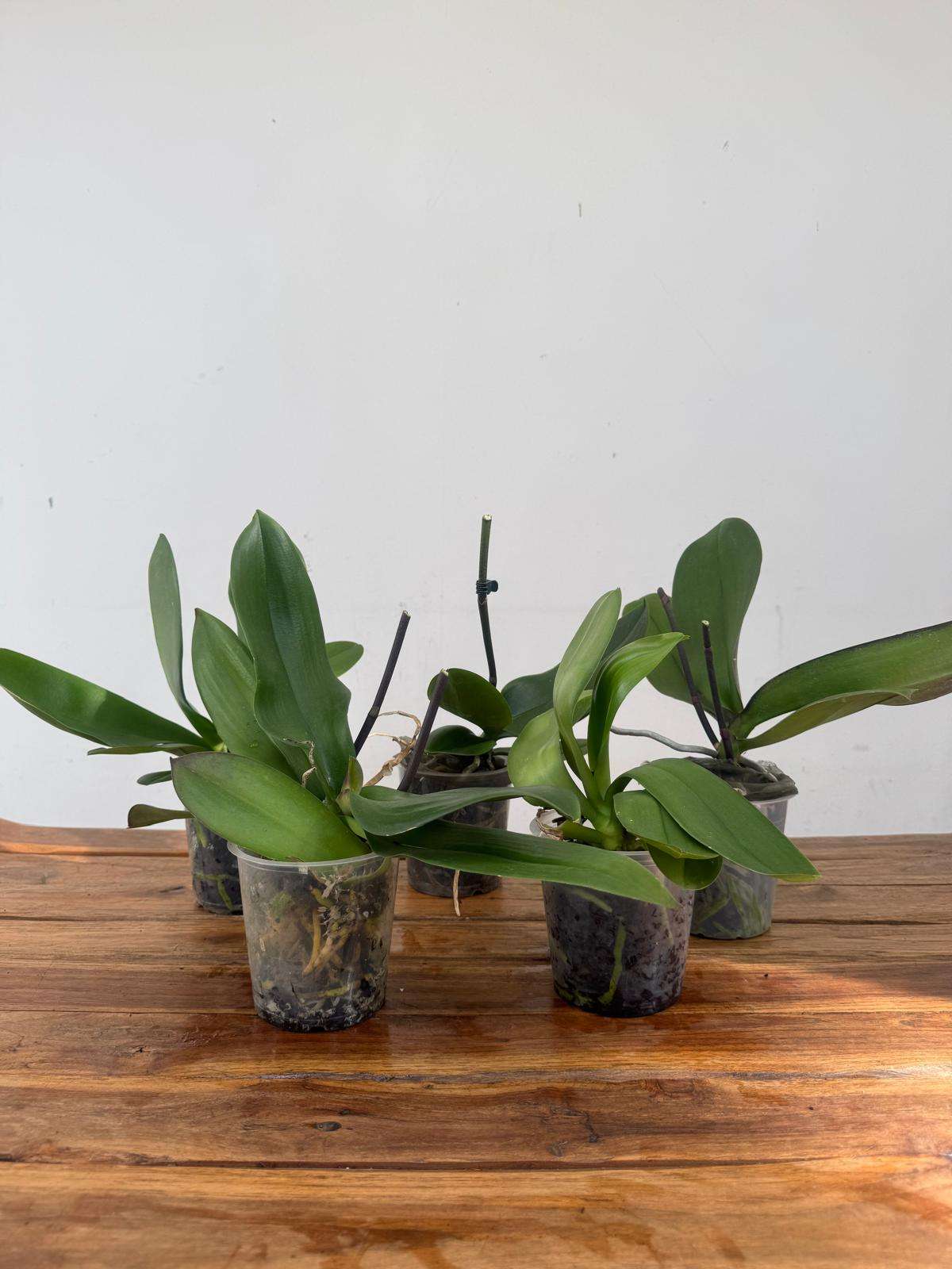 Conjunto 5 Phalaenopsis 'Sem flor' - V.12 - Image 2