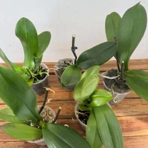 Conjunto 5 Phalaenopsis 'Sem flor' - V.12