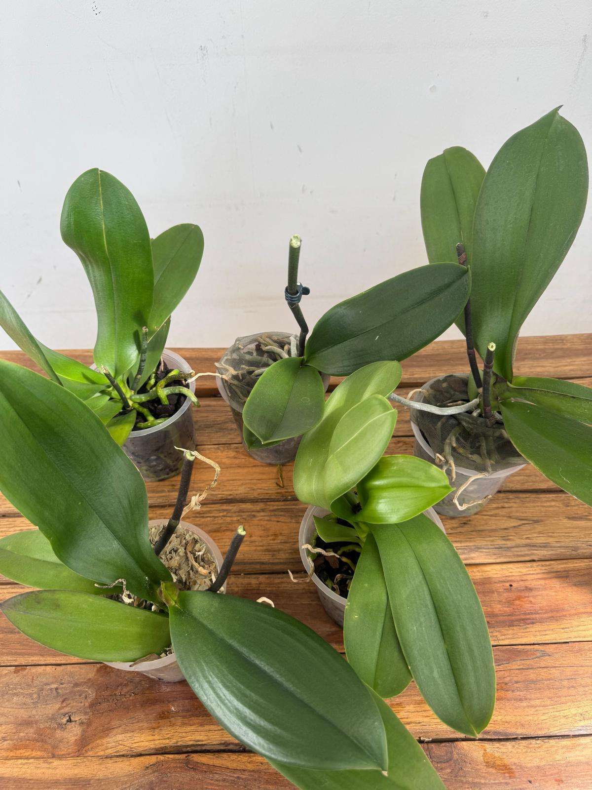 Conjunto 5 Phalaenopsis 'Sem flor' - V.12